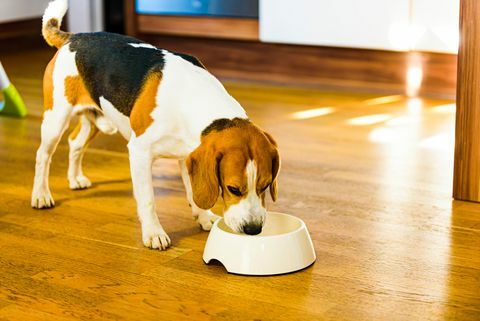 كلب يأكل طعاما من وعاء