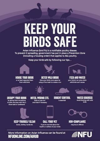 نصائح انفلونزا الطيور