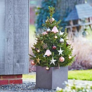 شجرة الكريسماس الطازجة - 60-80 سم بوعاء من التنوب النرويجي - ويلز قزم + للتسليم الفوري
