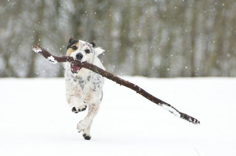 جاك راسل يركض بعصا في الثلج