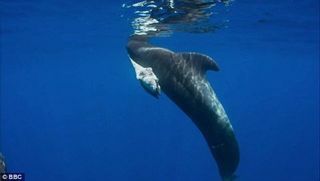 الكوكب الازرق الحوت