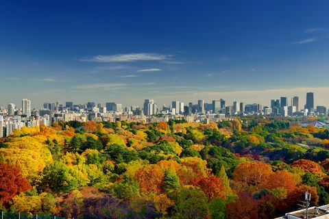 المنظر الهوائي، بسبب، خريف العمر، الألوان، بسبب، Shinjuku، Gyoen، Tokyo