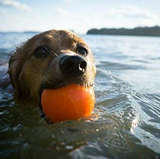 لعبة Planet Dog Orbee-Tuff Squeak ، لعبة مضغ للكرة قابلة للتدمير تقريبًا لكلب المضغ المضغ ، مصنوعة في الولايات المتحدة الأمريكية ، متوسطة 3 بوصة ، برتقالي