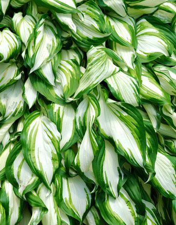 مصنع hosta