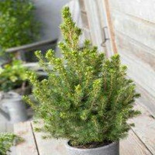 Picea glauca Conica - قزم ألبرتا شجرة التنوب