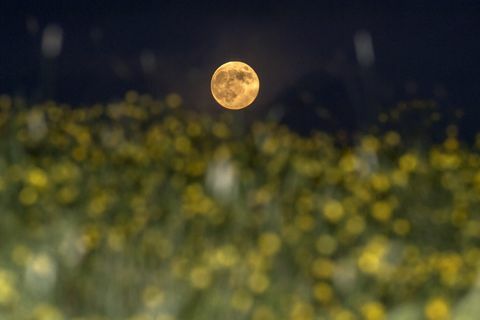 زهرة القمر