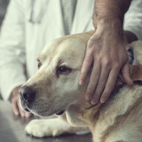 صورة مقربة لكلب لابرادور في مكتب الطبيب البيطري