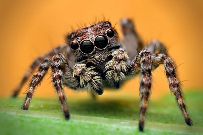 العناكب في المملكة المتحدة – عنكبوت القفز