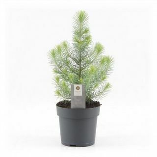 شجرة عيد الميلاد الصغيرة - الصنوبر الفضي كريست