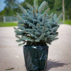 شجرة عيد الميلاد الفاخرة الطازجة - أصيص التنوب الأزرق (Picea pungens glauca) - للتسليم الفوري