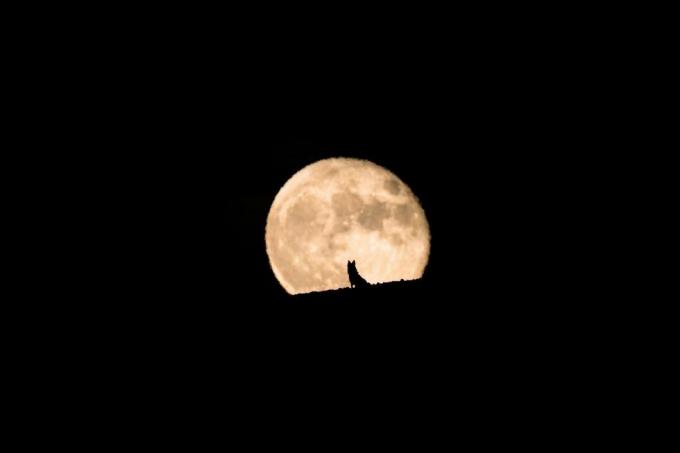 صورة ظلية لكلب ذئب يشاهد ارتفاع القمر، البدر والصورة الظلية، تصوير الحيوانات الأليفة، الهالوين