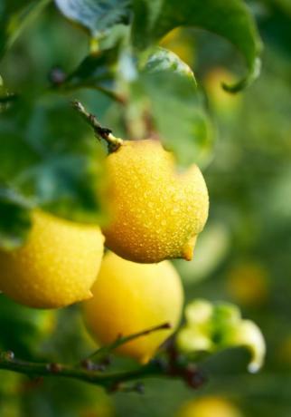 بستان الليمون الليمون الناضج معلقة على شجرة قرب إسبانيا
