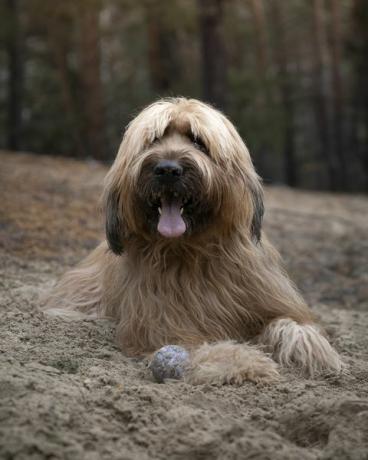 كلب الراعي الفرنسي يكمن في الكثبان الرملية في الغابة ويستريح بعد اللعب بالكرة الصورة في الهواء الطلق