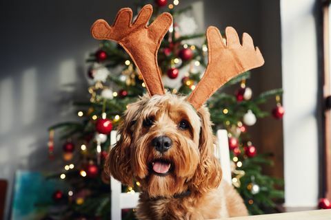 كلب يرتدي قرون الرنة في عيد الميلاد