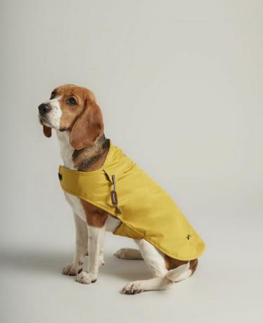 جولس أصفر معطف الكلب splashproof