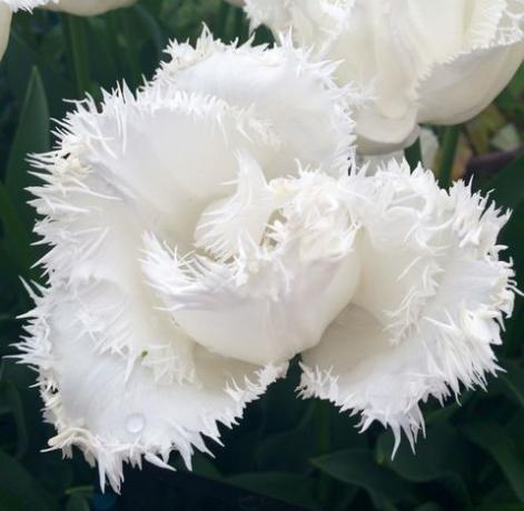 زهور الأقحوان البيضاء