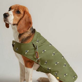 معطف الكلب الزيتون الأخضر مشمع 