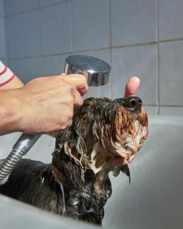 كلب ألماني ذو شعر سلكي قياسي في وقت الاستحمام