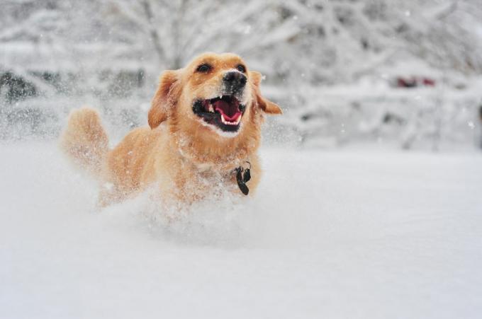 كلب جولدن ريتريفر يركض على الثلج الطازج