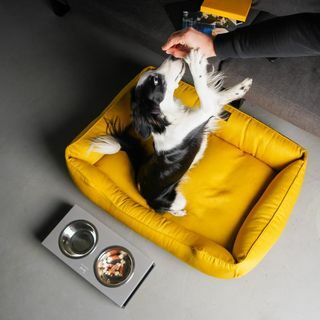 سرير كلب أصفر مع غطاء قابل للإزالة عش كلاب لامع خردل XS - سجادة مقاس XXL للكلاب ، هدية لأصحاب الكلاب