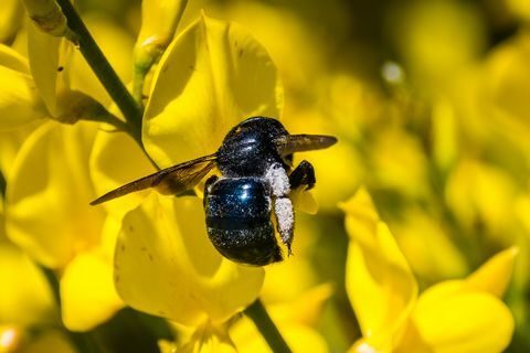 نحلة تلقيح مكنسة إسبانية (Spartium junceum)