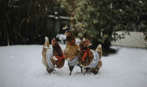 ثلاث دجاجات حقيقية يرتدون الأزياء الفرنسية