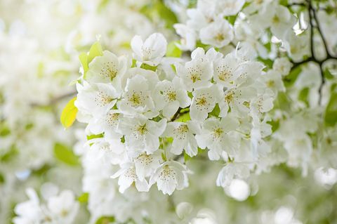 عن قرب ، صورة ماكرو الربيع المزهرة أزهار الكرز الأبيض