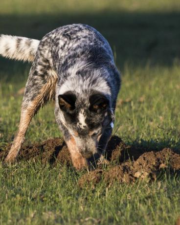 كلب الماشية الأسترالي ذو الكعب الأزرق يحفر حفرة في العشب