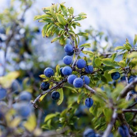 sloe التوت