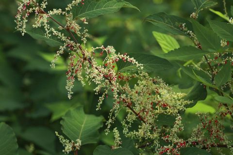 knotweed اليابانية