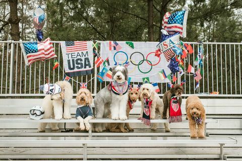 أن الكلاب خربش فريق أولمبياد الصورة تبادل لاطلاق النار