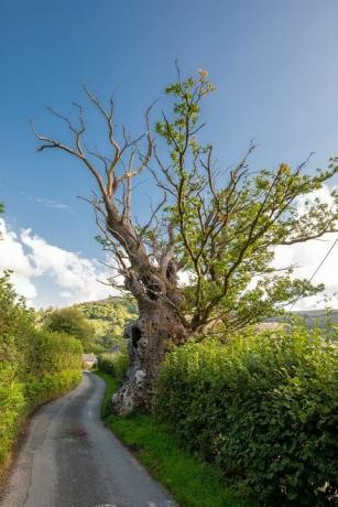 نيللي تري تتوج شجرة العام في إنجلترا - جوائز شجرة العام