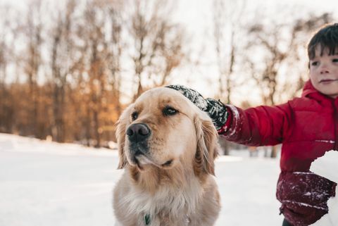 صبي يقف في الثلج التمسيد له الكلب الذهبي المسترد