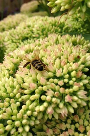 Sedum هي زهرة ستونكروب تُعرف باسم فرح الخريف والتي تزهر بين أغسطس ونوفمبر في المملكة المتحدة ، وفي بعض الأحيان المعروف باسم herbstfreude ويتميز بالزهور الوردية الصغيرة التي تتحول إلى اللون الأرجواني المحمر في أواخر الخريف وهي جذابة النحل