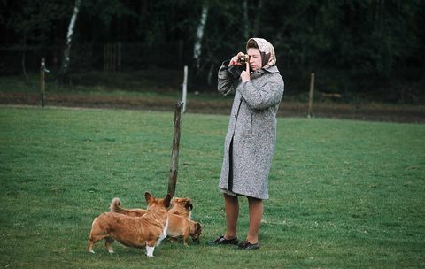 وندسور ، ملكة المملكة المتحدة إليزابيث الثانية تصوّر كلابها في حديقة وندسور في عام 1960 في وندسور ، إنجلترا ، تصوير أنور حسينجيتي