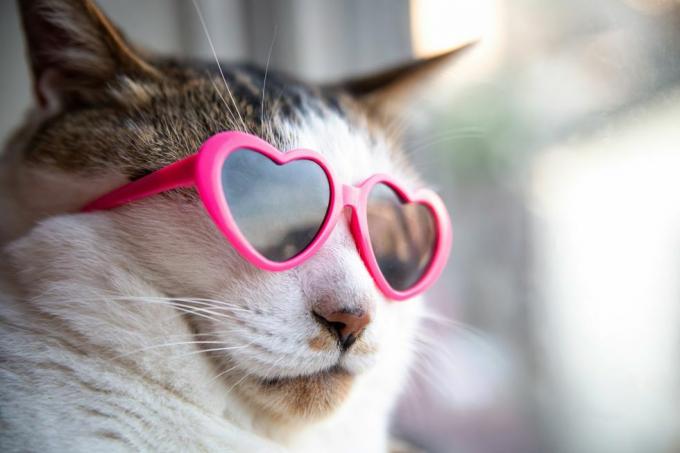 قطة ترتدي نظارة شمسية على شكل قلب