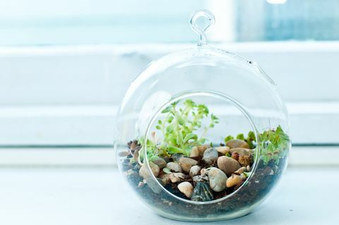 terrarium عصاري