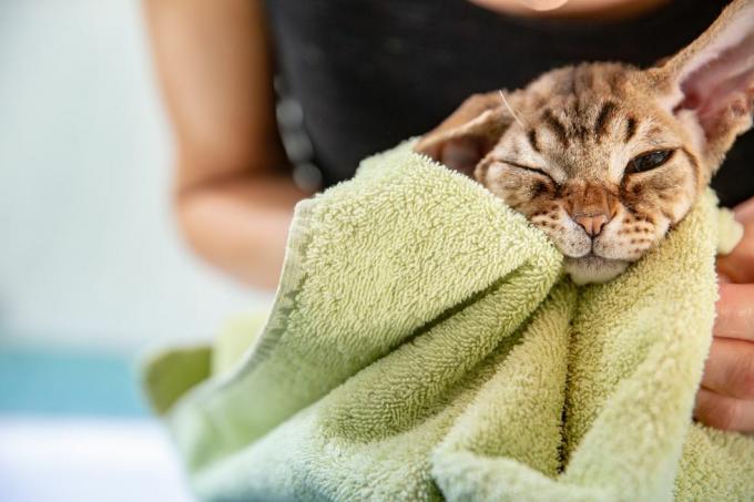 قطة ديفون ريكس اللطيفة في منشفة حمام خضراء