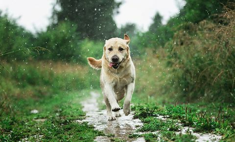 كلب مضحك يلعب تحت قطرات المطر في الريف