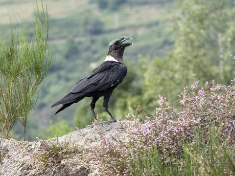 غراب أبيض العنق (Corvus albicollis) ، تطفو على صخرة