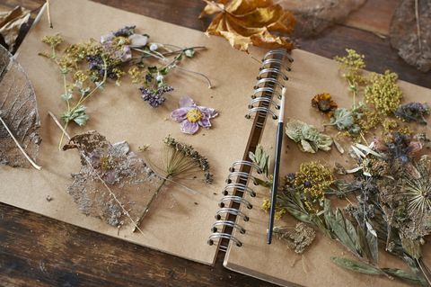 الزهور المجففة والأعشاب على دفتر الملاحظات