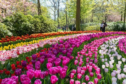 حدائق كيوكينهوف في هولندا بلوم - أفضل وقت للزيارة