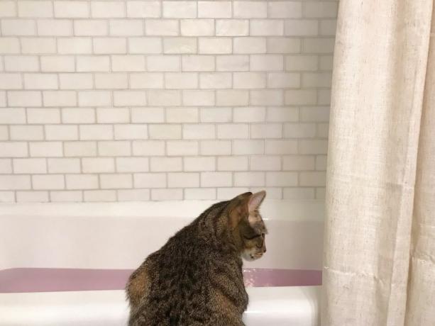 قطة تبحث في حوض استحمام مملوء بالماء