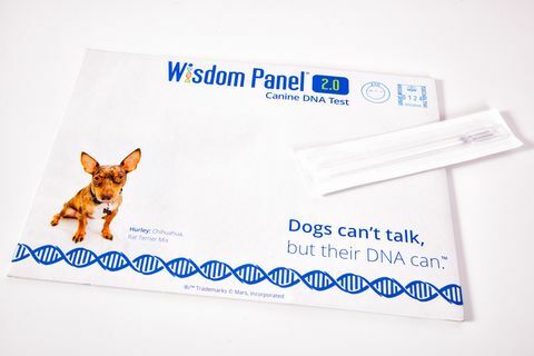 يمكنك الآن اكتشاف أصل كلبك باستخدام طقم اختبار الحمض النووي الجديد في المنزل