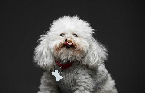 Bichon Frize dog