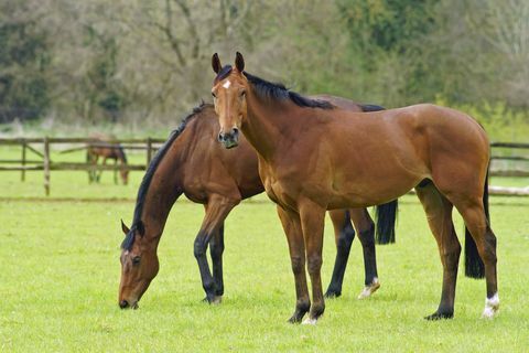 خيول الخليج ترعى في المراعي تتمتع بأشعة شمس الربيع المبكرة ، كوتسوولدز ، جلوسيسترشاير ، المملكة المتحدة