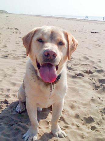 Stumpy the Labrador على الشاطئ