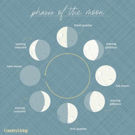 رسم بياني مكون من ثماني مراحل قمر ، تبدأ بالقمر الجديد ، مرتبة في دائرة مع سهم يشير إلى حركة عكس اتجاه عقارب الساعة
