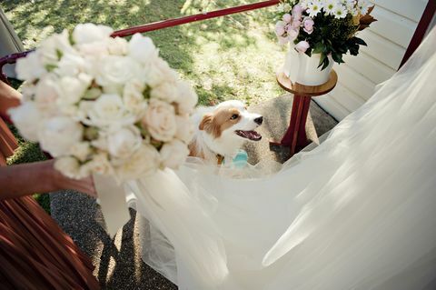 كلب في حفل زفاف