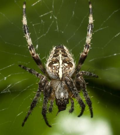 عناكب المملكة المتحدة - عنكبوت الحديقة الأوروبية